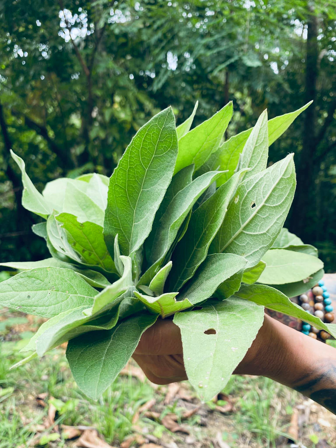 Conoce sobre plantas medicinales...